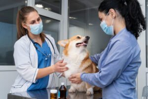 New York City's Pet Economy
