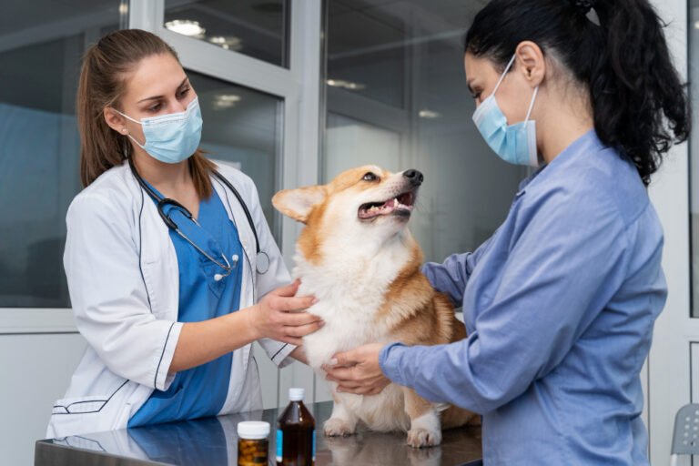 New York City’s Pet Economy Is Expanding Beyond Food and Basic Supplies